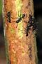Amazonas06 - 090 * Bullet ants are 1